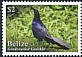 Great-tailed Grackle Quiscalus mexicanus  2020 Definitives 