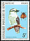 Laughing Kookaburra Dacelo novaeguineae  1982 Birds 