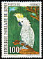 Sulphur-crested Cockatoo Cacatua galerita  1982 Birds 