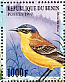 Western Yellow Wagtail Motacilla flava  1997 Song birds  MS