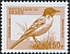 Western Yellow Wagtail Motacilla flava  2000 Birds 