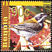Western Spindalis Spindalis zena  2003 Birds of the Caribbean 