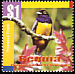 Gartered Trogon Trogon caligatus  2003 Birds of the Caribbean 