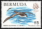 Bermuda Petrel Pterodroma cahow  1978 Wildlife 