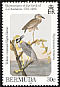 Yellow-crowned Night Heron Nyctanassa violacea  1985 Audubon 