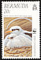 White-tailed Tropicbird Phaethon lepturus  2001 WWF 