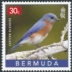 Eastern Bluebird Sialia sialis