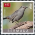 Grey Catbird Dumetella carolinensis