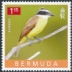 Great Kiskadee Pitangus sulphuratus