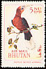 Rufous-necked Hornbill Aceros nipalensis  1969 Rare birds 
