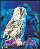 Tawny Owl Strix aluco  1969 Birds 3-D stamps