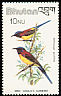 Mrs. Gould's Sunbird Aethopyga gouldiae  1982 Birds 