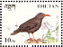 Red-billed Chough Pyrrhocorax pyrrhocorax