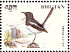 Oriental Magpie-Robin Copsychus saularis  1998 Birds Sheet