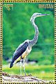White-bellied Heron Ardea insignis  2015 Conservation 8v sheet