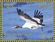 Black-necked Crane Grus nigricollis  2015 Conservation 8v sheet