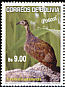 Puna Tinamou Tinamotis pentlandii  2007 Birds of Potosi 