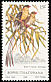 Shaft-tailed Whydah Vidua regia  1980 Birds 