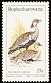 Red-crested Korhaan Lophotis ruficrista  1983 Birds of the veld 