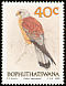 Lesser Kestrel Falco naumanni  1989 Birds of prey 