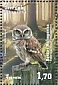 Little Owl Athene noctua