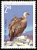 Griffon Vulture Gyps fulvus  1998 Birds 