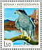 Northern Goshawk Accipiter gentilis  2008 Birds of Hutovo Blato 