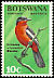 Crimson-breasted Shrike Laniarius atrococcineus  1967 Birds 