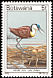 African Jacana Actophilornis africanus  1978 Birds 