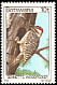 Bennett's Woodpecker Campethera bennettii  1978 Birds 