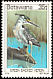 Striated Heron Butorides striata  1978 Birds 