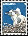 Western Cattle Egret Bubulcus ibis