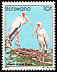 Yellow-billed Stork Mycteria ibis  1982 Birds 
