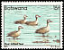 Red-billed Teal Anas erythrorhyncha  1982 Birds 