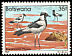 Blacksmith Lapwing Vanellus armatus  1982 Birds 
