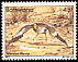 African Wattled Lapwing Vanellus senegallus