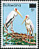 Yellow-billed Stork Mycteria ibis