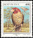 Red-headed Finch Amadina erythrocephala  1997 Birds 