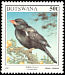 Red-billed Buffalo Weaver Bubalornis niger  1997 Birds 