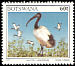 African Sacred Ibis Threskiornis aethiopicus