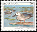 Cape Shoveler Spatula smithii  1997 Birds 