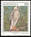 Ovambo Sparrowhawk Accipiter ovampensis  1997 Birds 