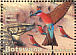 Southern Carmine Bee-eater Merops nubicoides  2001 Chobe river 5v sheet