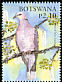 Red-eyed Dove Streptopelia semitorquata  2005 Christmas 