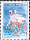 Lesser Flamingo Phoeniconaias minor  2009 Threatened birds 