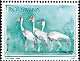Wattled Crane Grus carunculata  2009 Threatened birds 