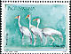 Wattled Crane Grus carunculata