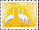 Blue Crane Grus paradisea  2009 Threatened birds 