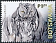 African Scops Owl Otus senegalensis  2020 Owls 