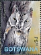 African Scops Owl Otus senegalensis  2020 Owls Sheet